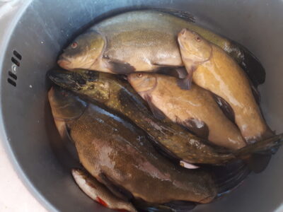 Tench