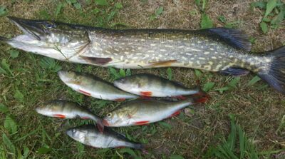 Northern Pike, 1.5 kg — Arinas