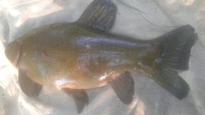 Tench, 1.9 kg