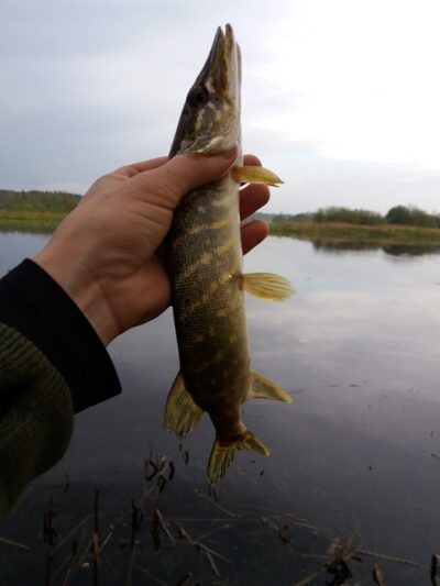 Northern Pike