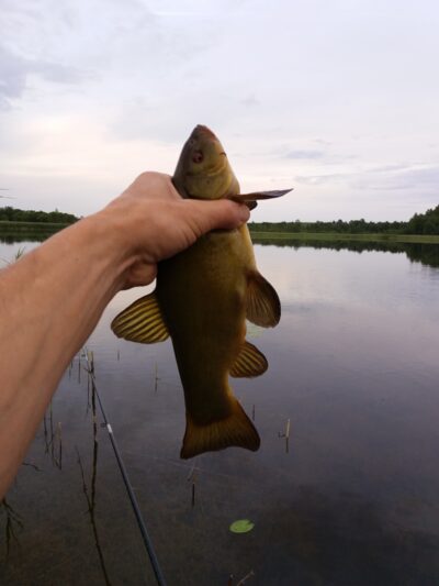 Tench ×3