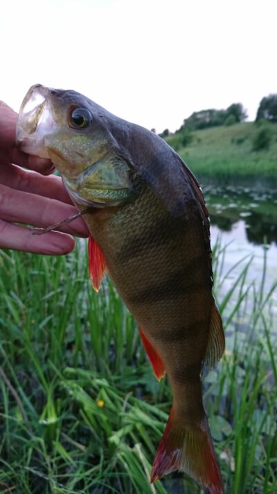 Eurasian perch