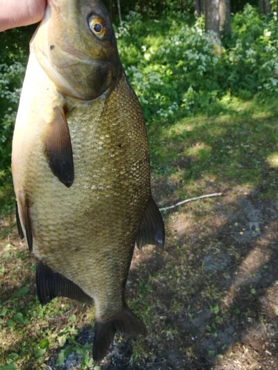 Carp bream, 1.4 kg