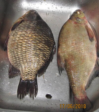 Prussian carp, 1.0 kg