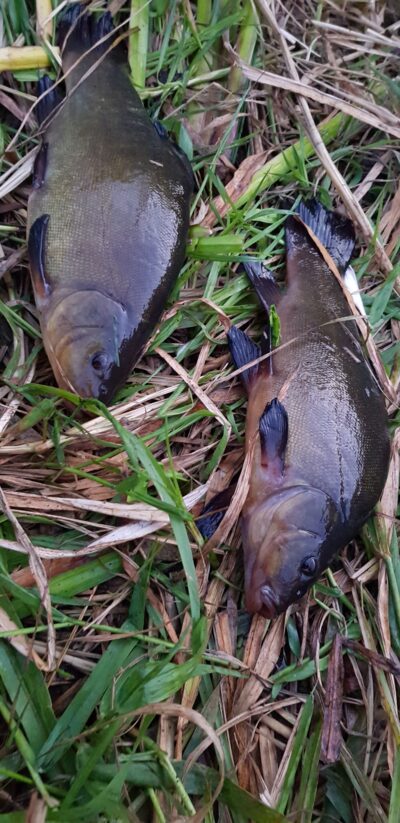 Tench