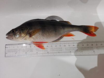 Eurasian perch