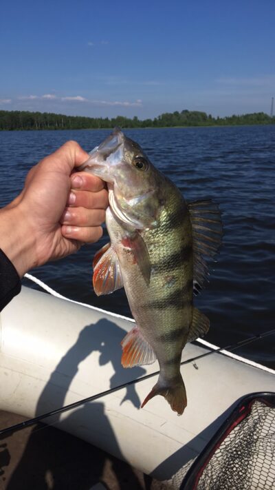 Eurasian perch
