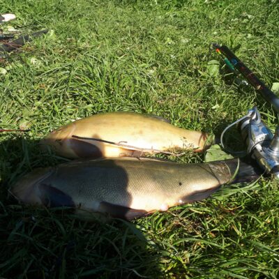 Tench