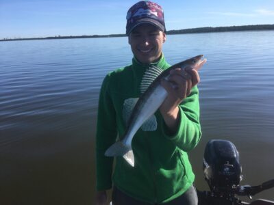 Pike perch