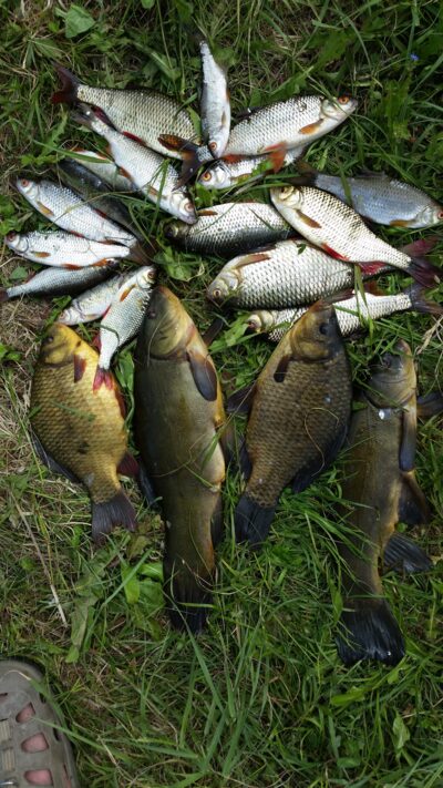 Tench ×4