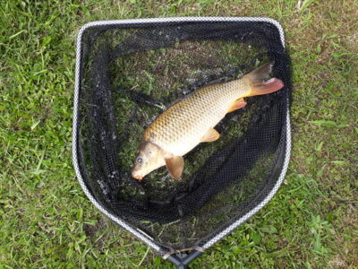 Mirror carp, 1.8 kg