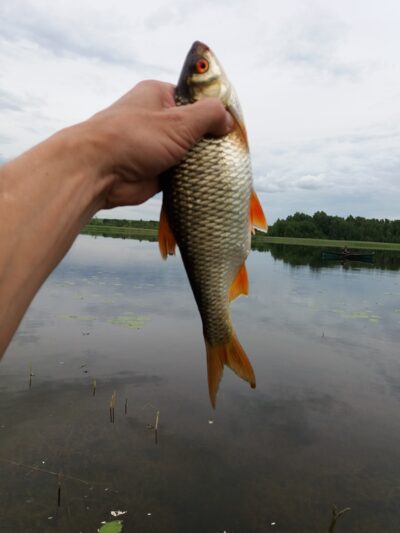 Roach