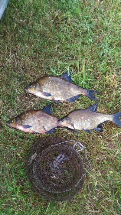 Carp bream, 1.6 kg — Mūša