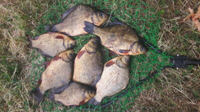 Prussian carp
