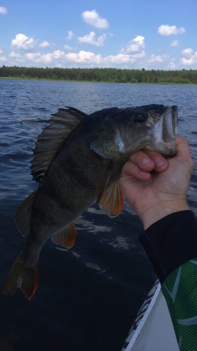 Eurasian perch, 0.9 kg