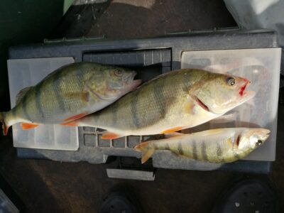 Eurasian perch ×3