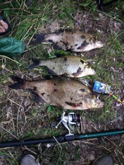 Carp bream ×3
