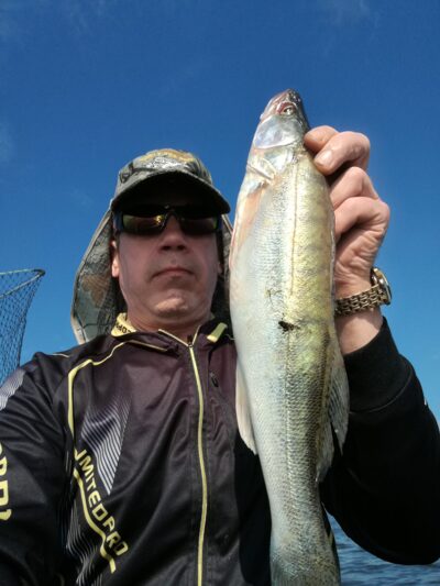 Pike perch, 1.0 kg