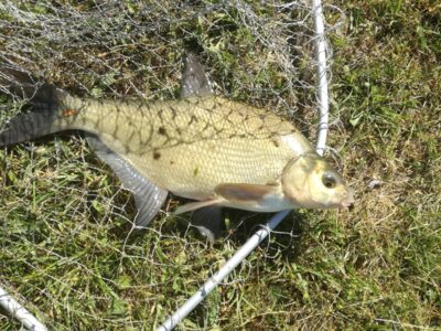 Carp bream