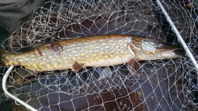 Northern Pike, 1.8 kg — Arinas