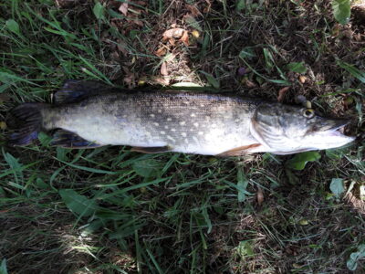 Northern Pike, 1.5 kg — Vėjinės