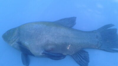 Tench