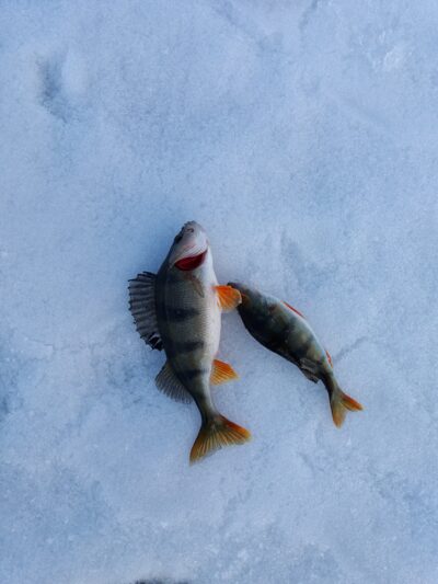 Eurasian perch, 0.9 kg