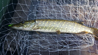 Northern Pike ×2 — Arinas
