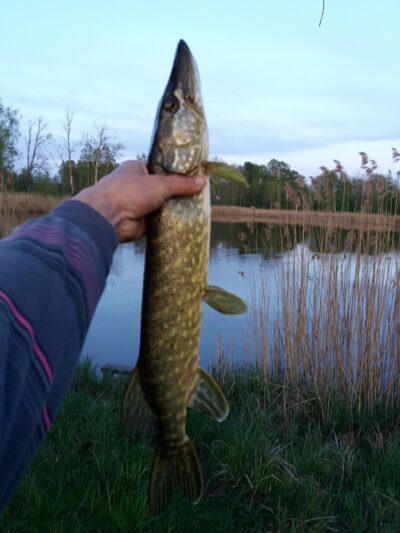 Northern Pike, 1.1 kg