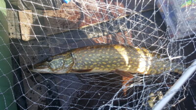 Northern Pike, 1.5 kg — Arinas