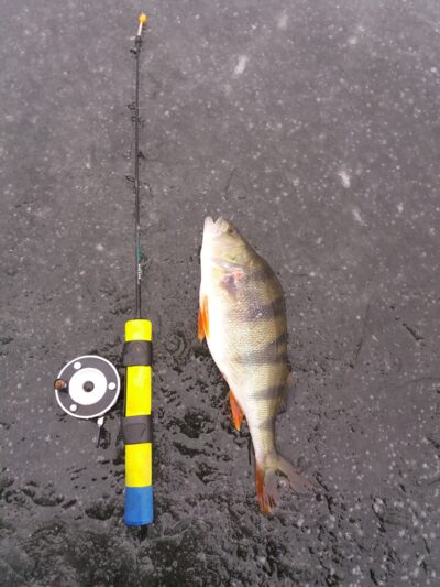 Eurasian perch