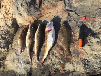 European plaice ×6