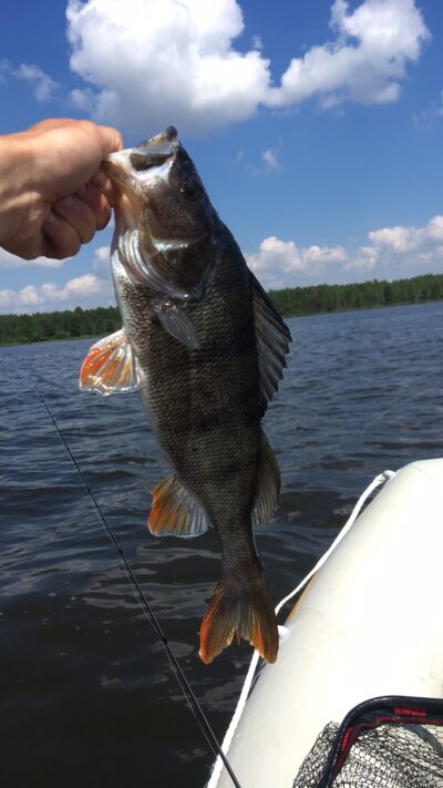 Eurasian perch, 0.8 kg