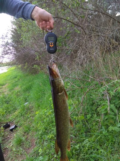 Northern Pike, 2.0 kg