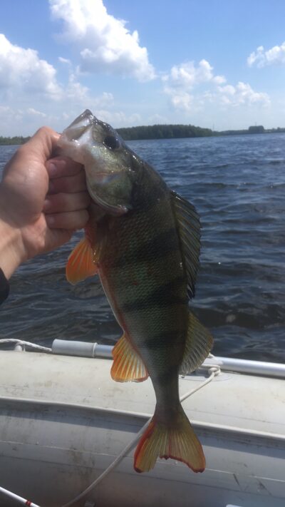 Eurasian perch, 0.5 kg