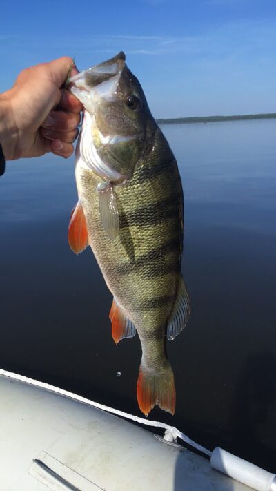 Eurasian perch