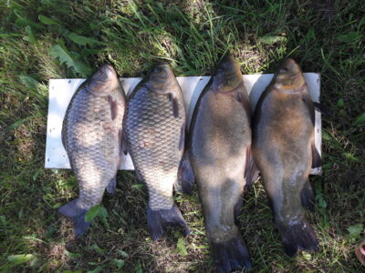 Prussian carp, 1.6 kg — Vėjinės