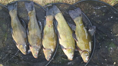 Tench
