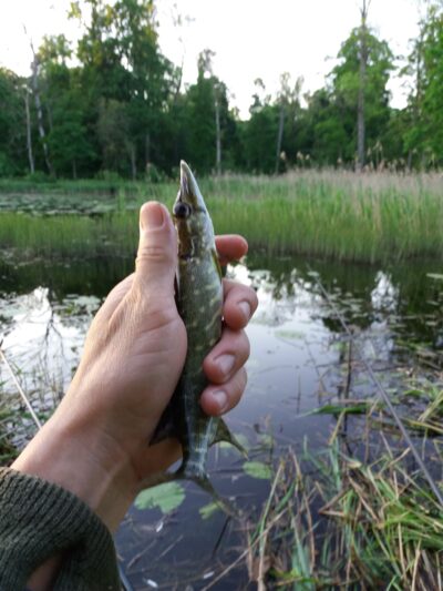 Northern Pike ×3