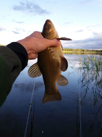Tench ×3