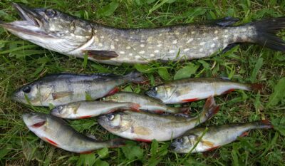 Northern Pike, 0.9 kg — Arinas