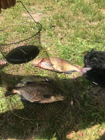Carp bream