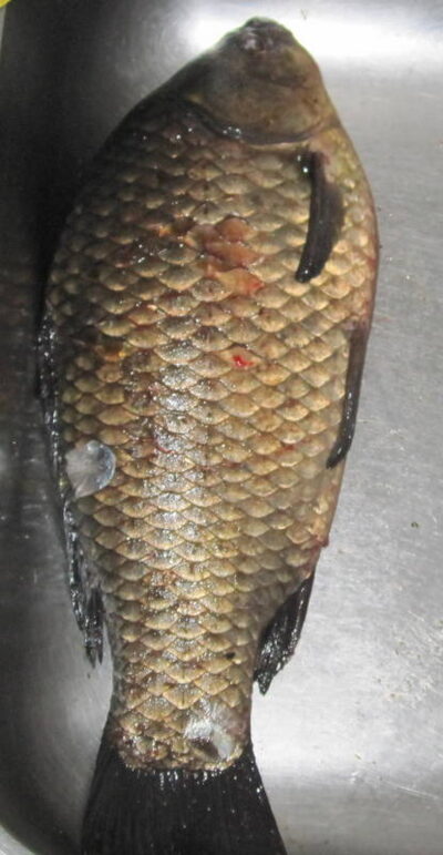 Sidabrinis karosas, 1.0 kg