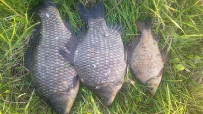 Prussian carp ×3