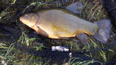 Tench, 1.6 kg — Klaipėdos