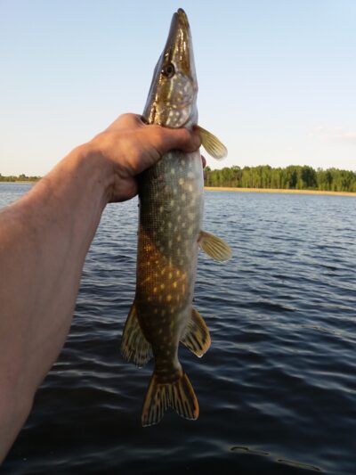 Northern Pike ×3
