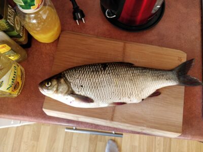 Ide, 1.3 kg