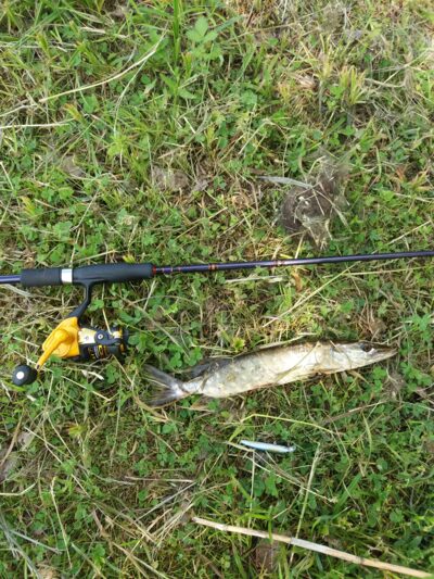Northern Pike