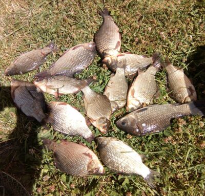 Prussian carp ×14