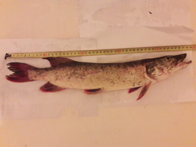 Northern Pike, 0.9 kg — Karklėnų